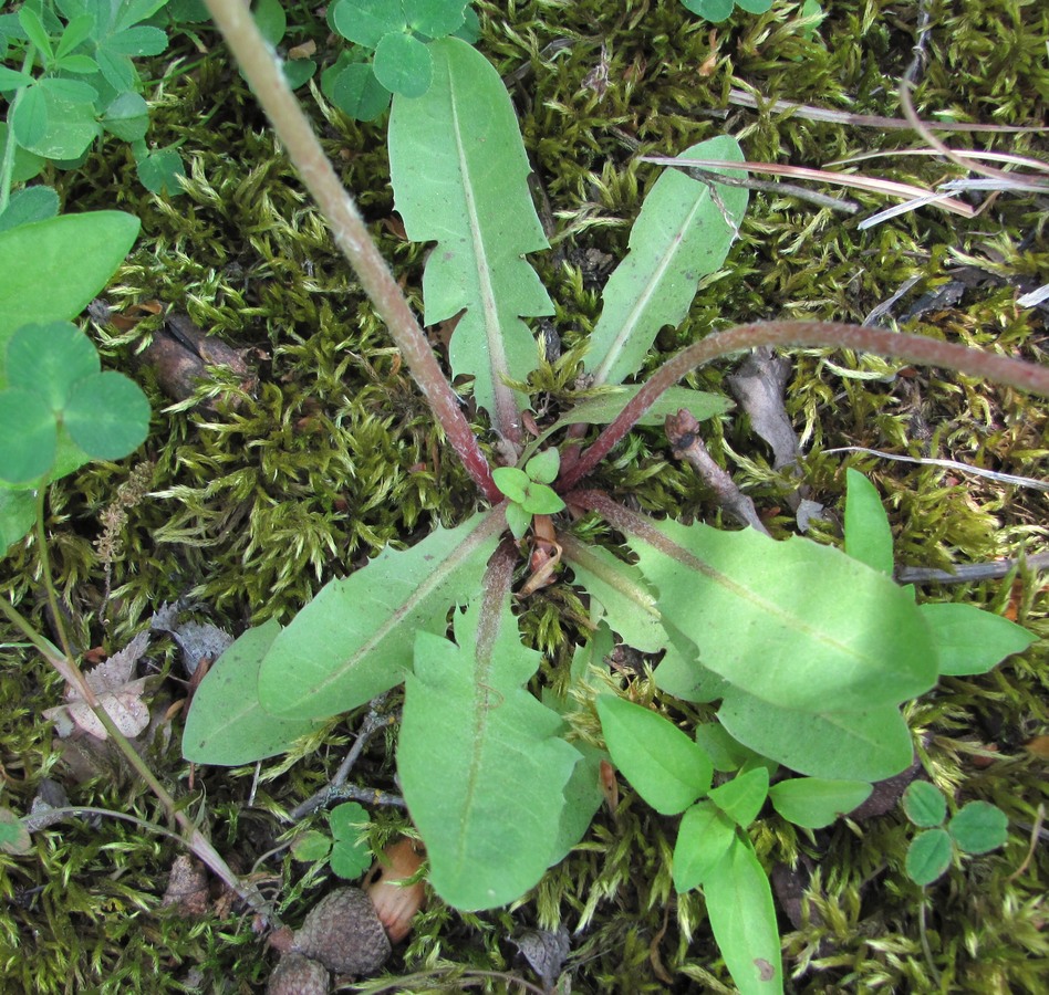 Изображение особи род Taraxacum.