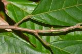 Theobroma cacao