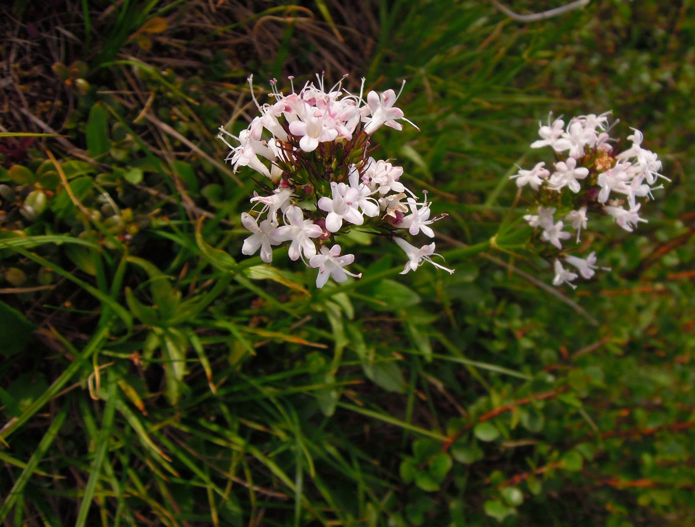 Image of Valeriana capitata specimen.