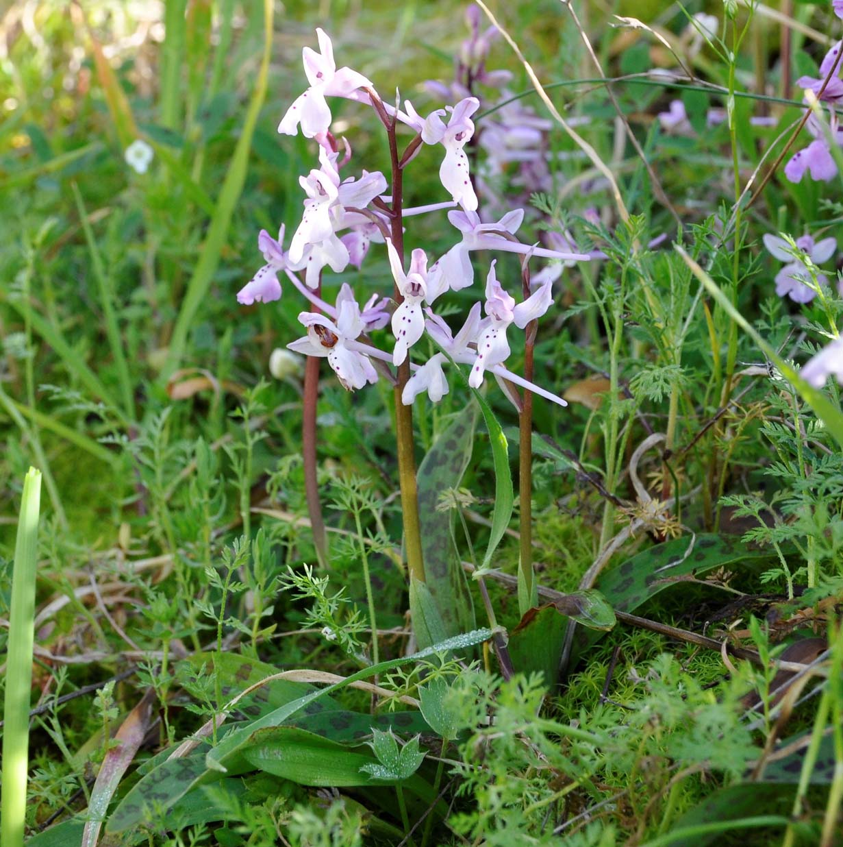 Изображение особи Orchis anatolica.