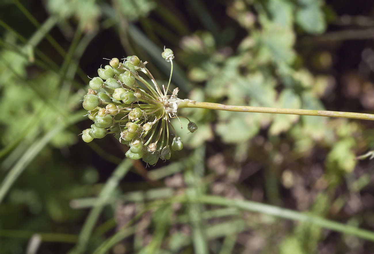 Image of genus Allium specimen.