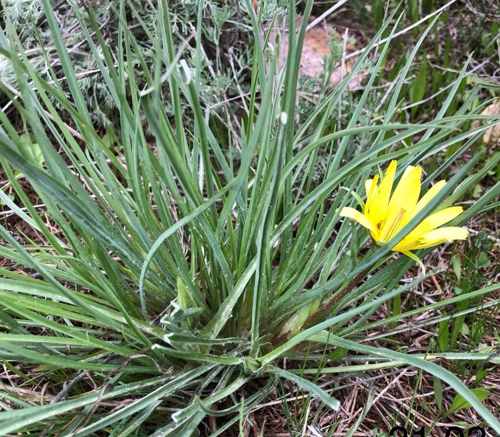 Изображение особи род Tragopogon.