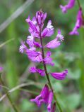 Polygala major