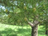 Pinus eldarica. Часть ветви с микростробилами. Дагестан, окр. г. Дербент, бор. 23.04.2019.