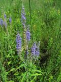 Veronica longifolia