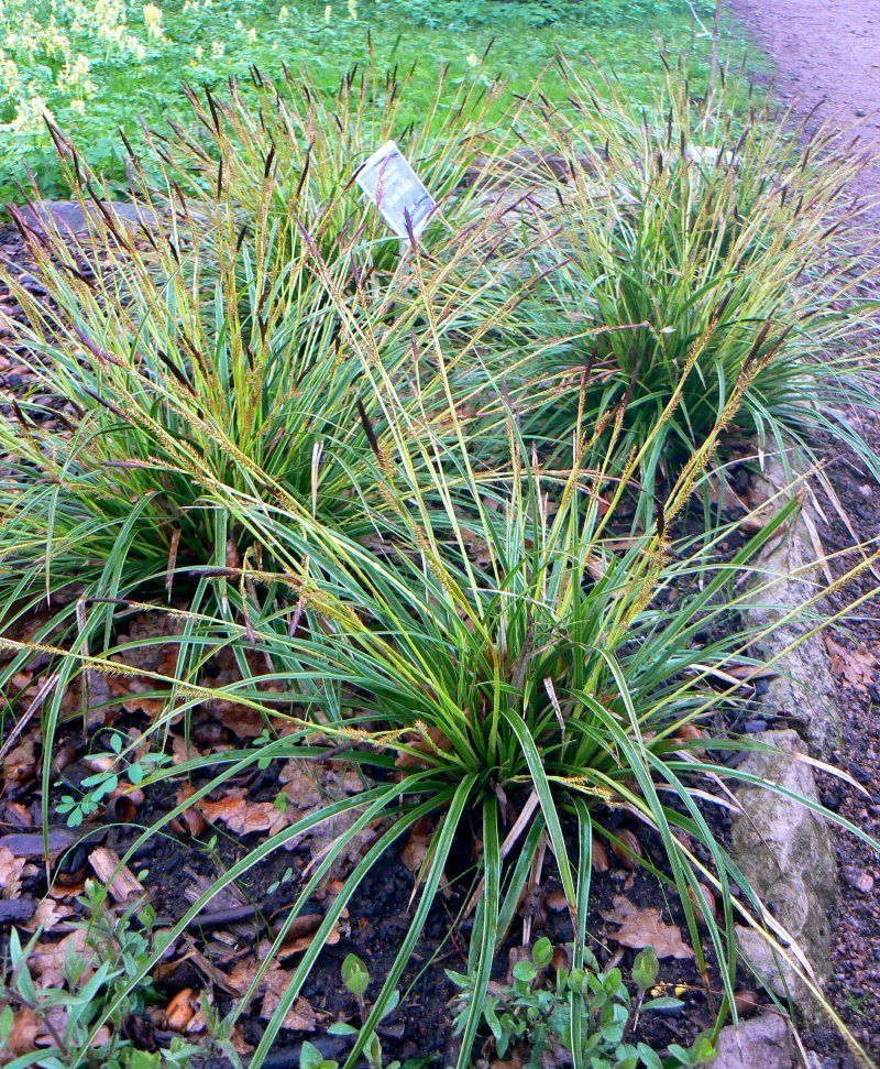 Image of Carex morrowii specimen.