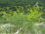 Bilacunaria microcarpos