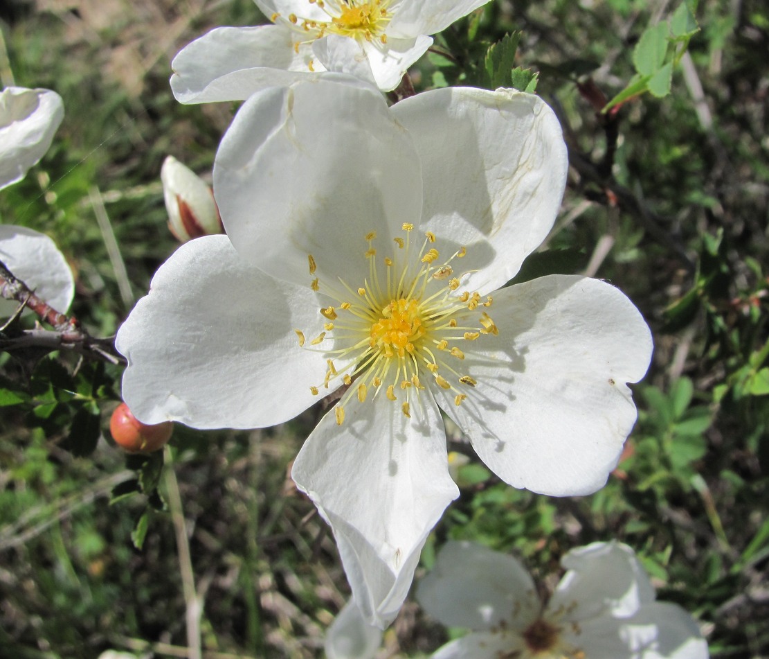 Image of Rosa elasmacantha specimen.