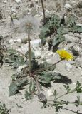 род Taraxacum. Цветущее и плодоносящее растение. Дагестан, Левашинский р-н, окр. с. Цудахар, обочина дороги. 1 июня 2019 г.