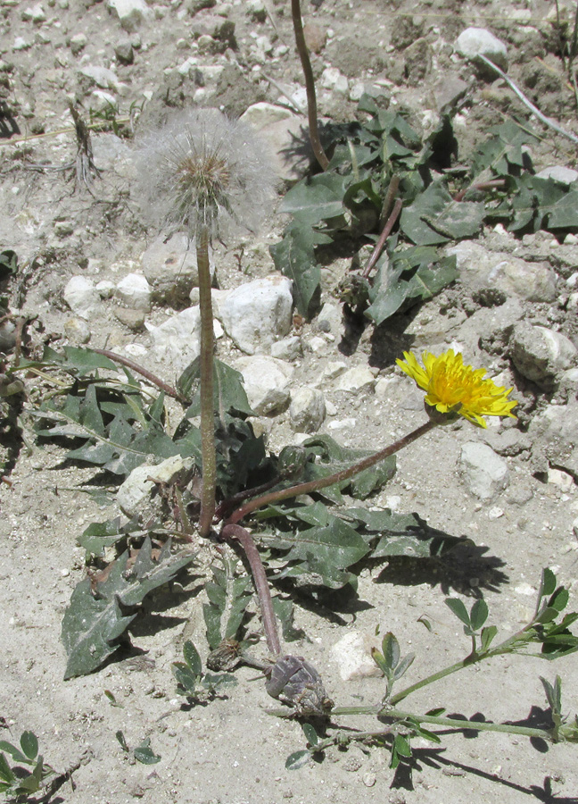 Изображение особи род Taraxacum.