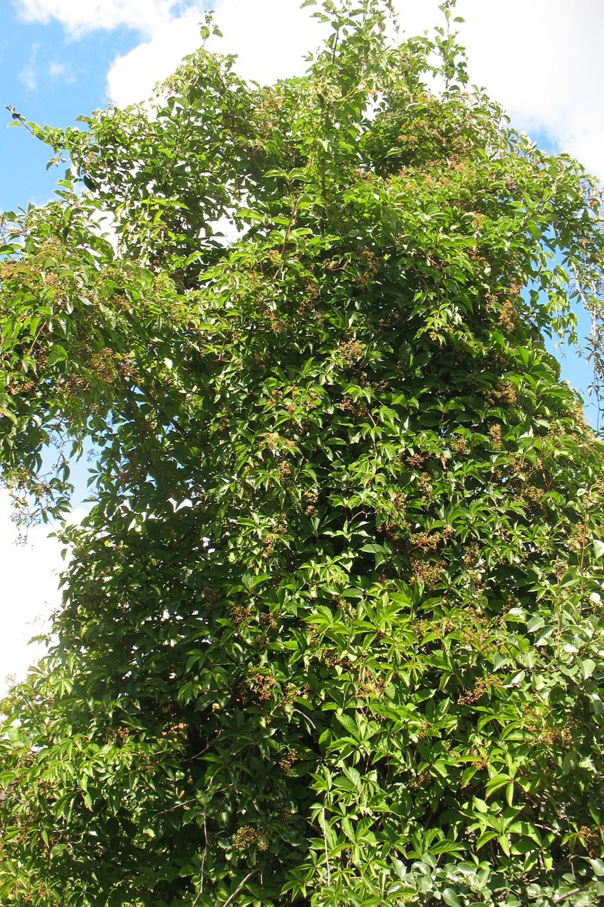 Изображение особи Parthenocissus quinquefolia.