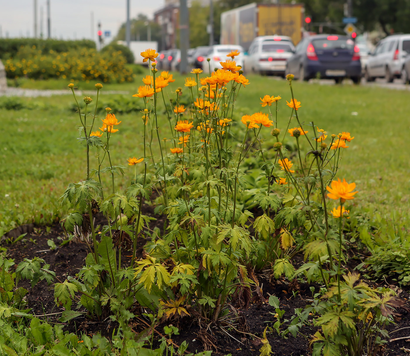 Изображение особи Trollius macropetalus.