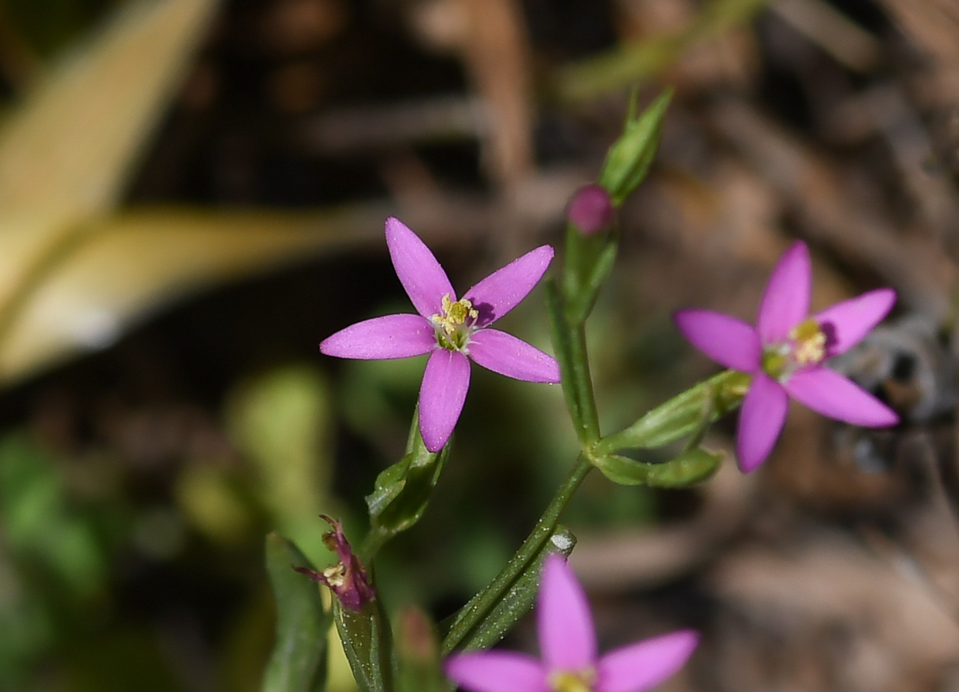 Изображение особи Centaurium tenuiflorum.