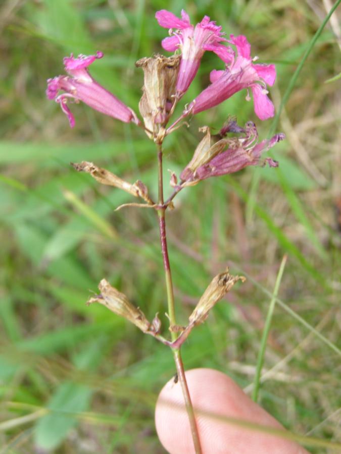 Изображение особи Viscaria vulgaris.