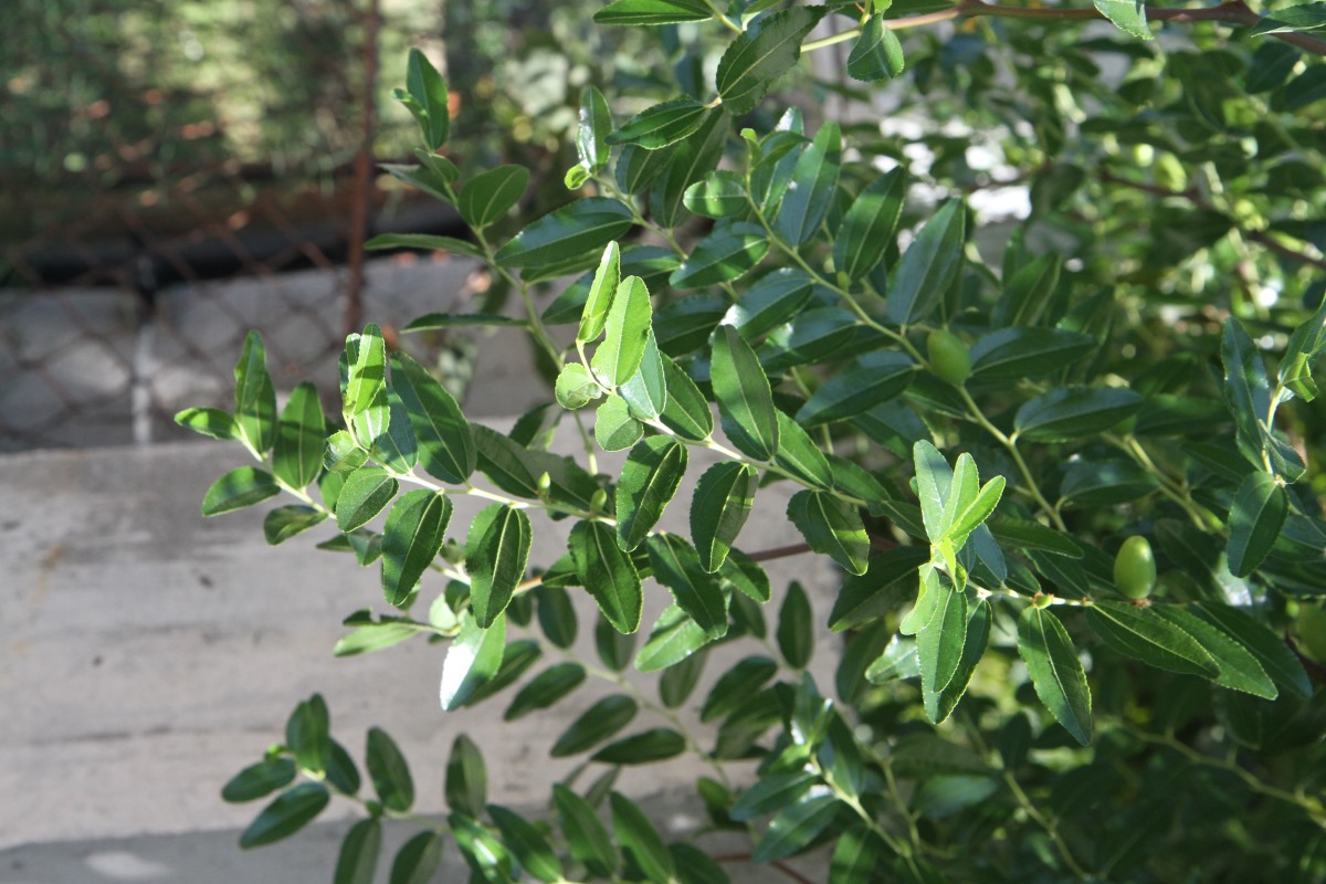 Image of Ziziphus jujuba specimen.