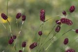 Sanguisorba officinalis. Побеги с соцветиями. Башкортостан, окр. г. Стерлитамак, сенокосный луг. 18.08.2019.