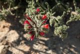 Echium angustifolium