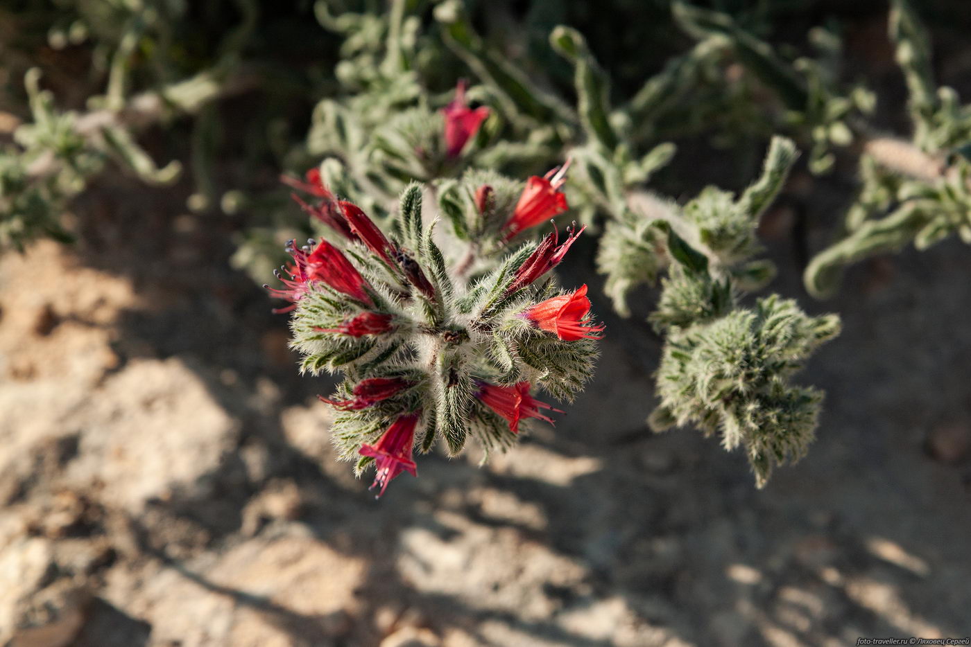 Image of Echium angustifolium specimen.