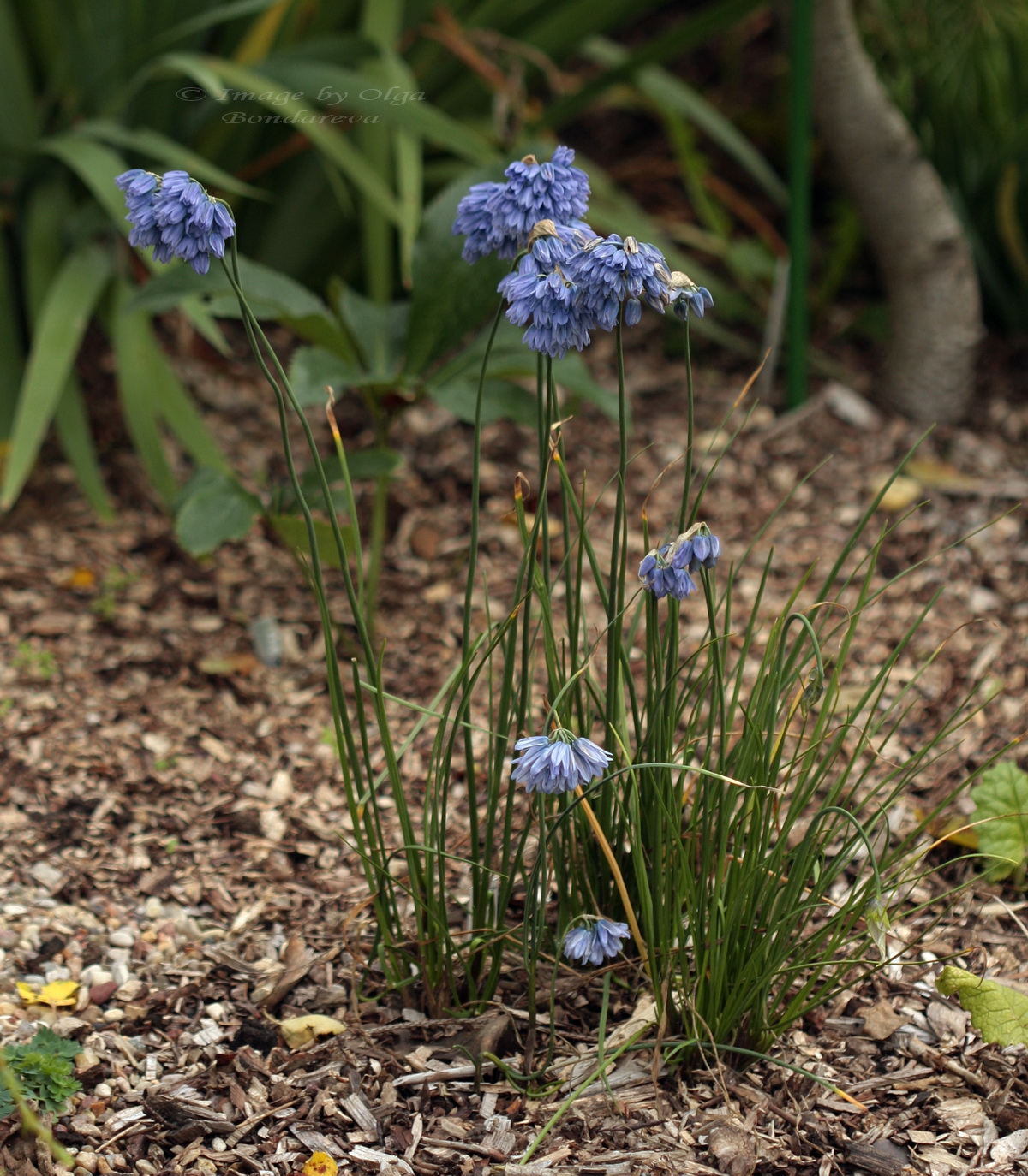 Image of Allium beesianum specimen.