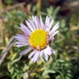 Erigeron compositus. Соцветие. Челябинск, Челябинская обл., г. Челябинск, Ботанический сад ЧелГУ, в культуре. 08.10.2019.