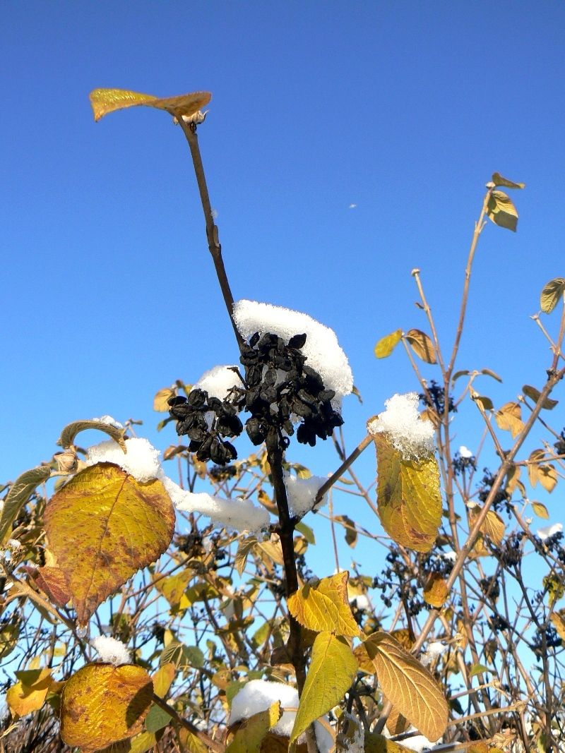 Image of Viburnum lantana specimen.