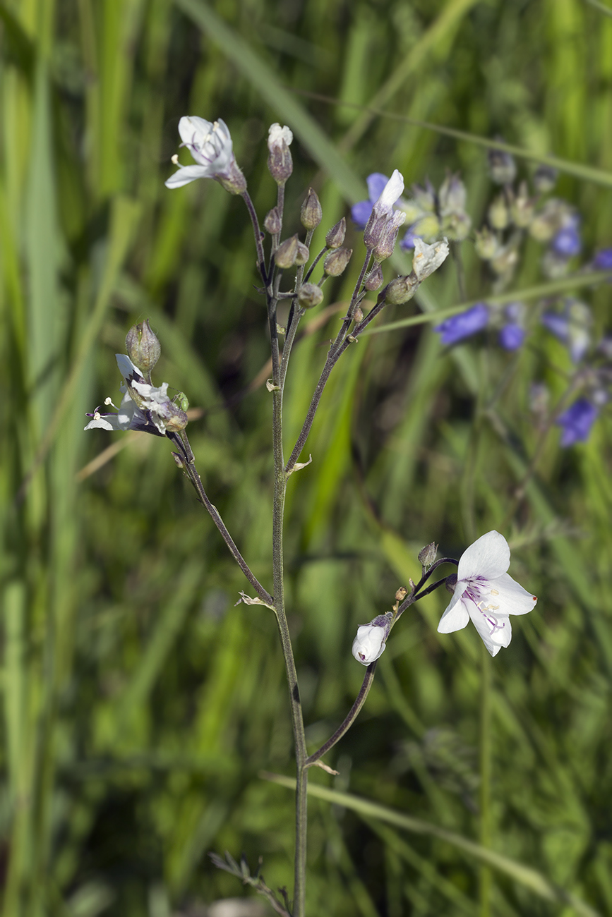 Image of Polemonium laxiflorum specimen.