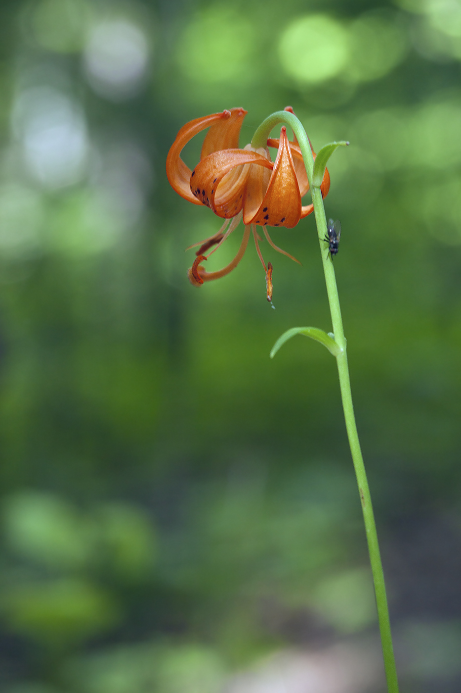 Image of Lilium debile specimen.