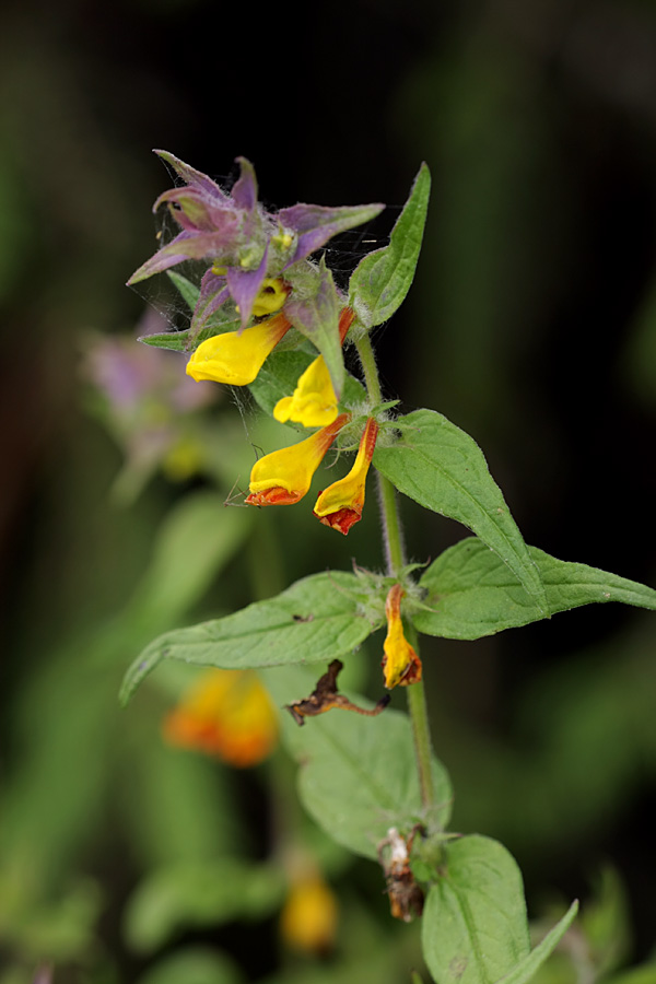 Image of Melampyrum nemorosum specimen.