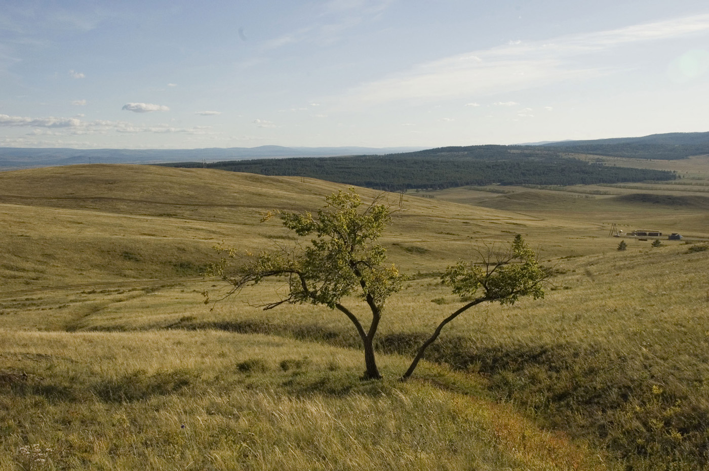 Изображение особи Ulmus pumila.