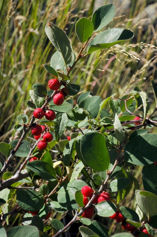 Image of Cotoneaster uniflorus specimen.