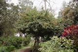 Calliandra trinervia variety carbonaria. Цветущее растение. Перу, г. Лима, ботанический сад Национального Аграрного университета. 07.10.2019.