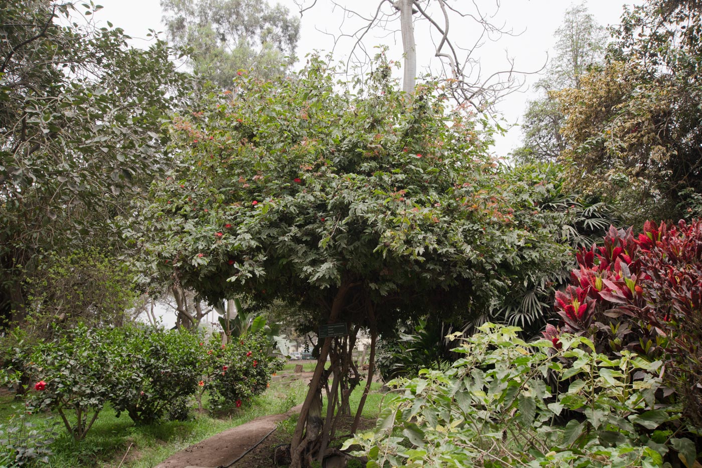 Image of Calliandra trinervia var. carbonaria specimen.