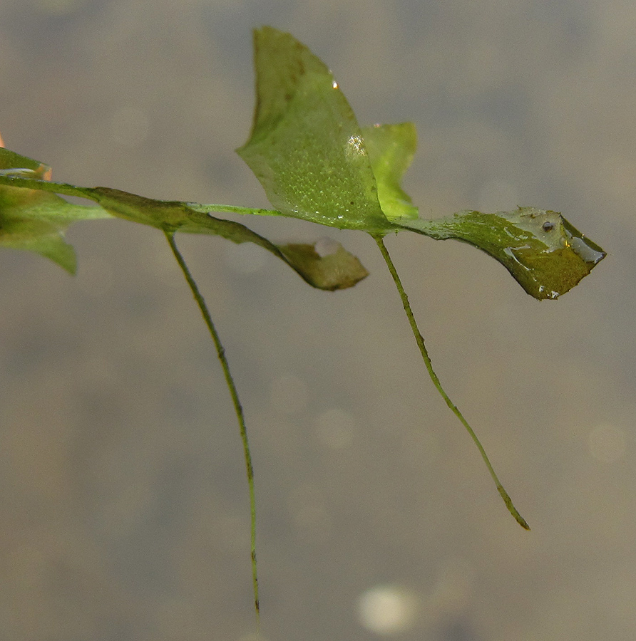 Image of Lemna trisulca specimen.
