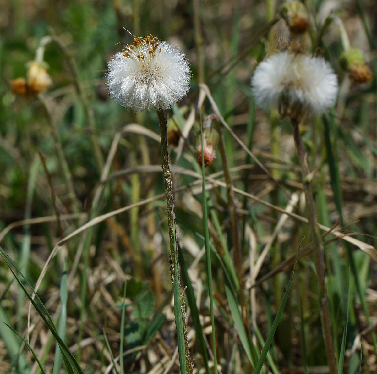 Изображение особи Tussilago farfara.