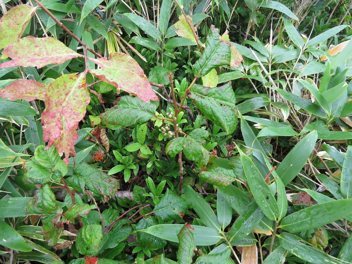 Image of Toxicodendron orientale specimen.