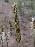 Astragalus pseudomacropterus