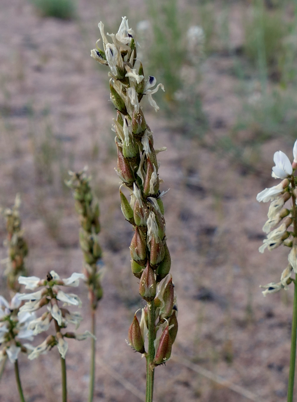 Image of Astragalus pseudomacropterus specimen.