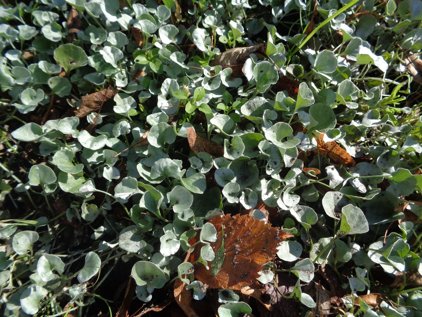 Изображение особи Dichondra argentea.