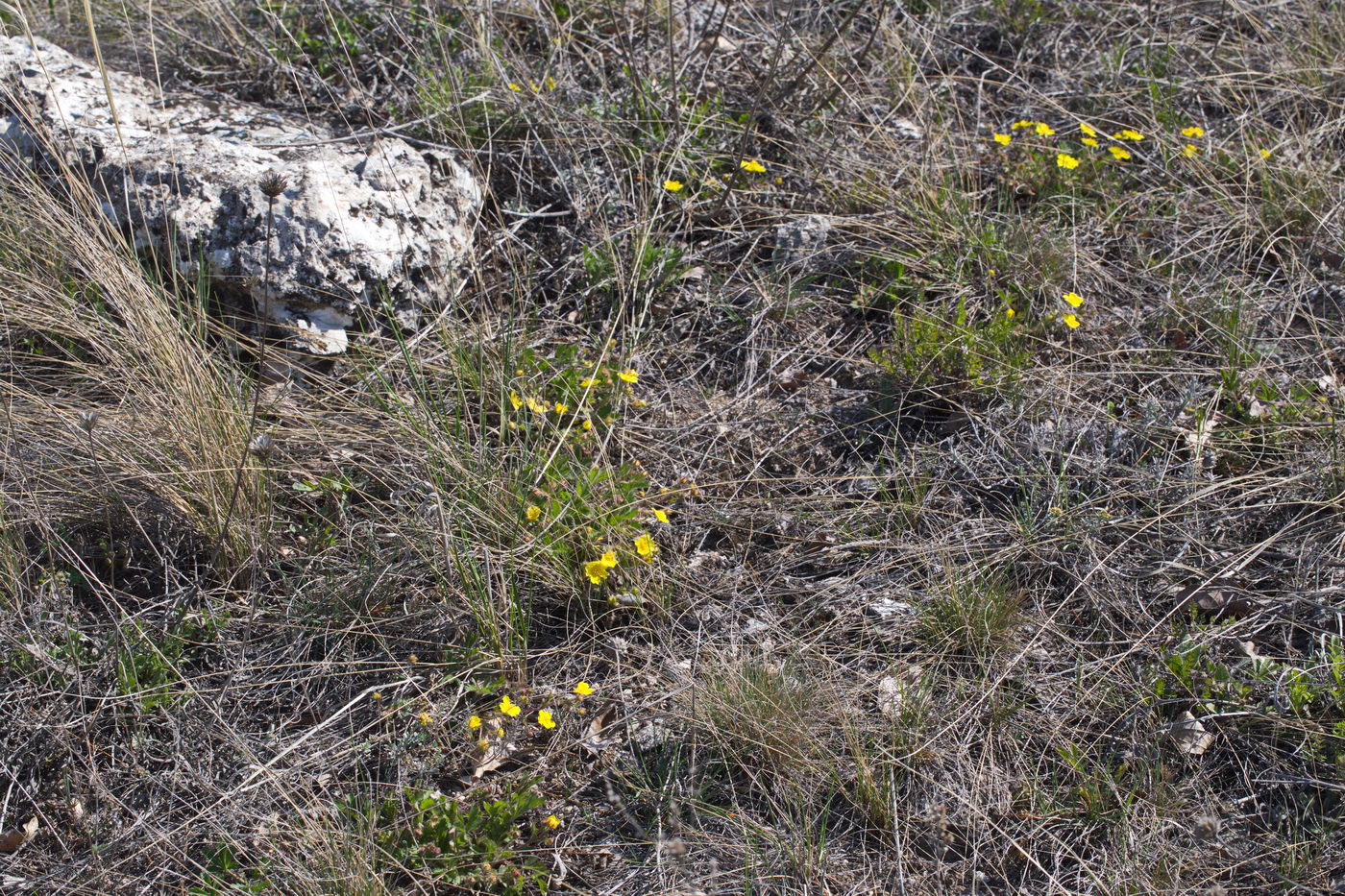 Image of Potentilla humifusa specimen.