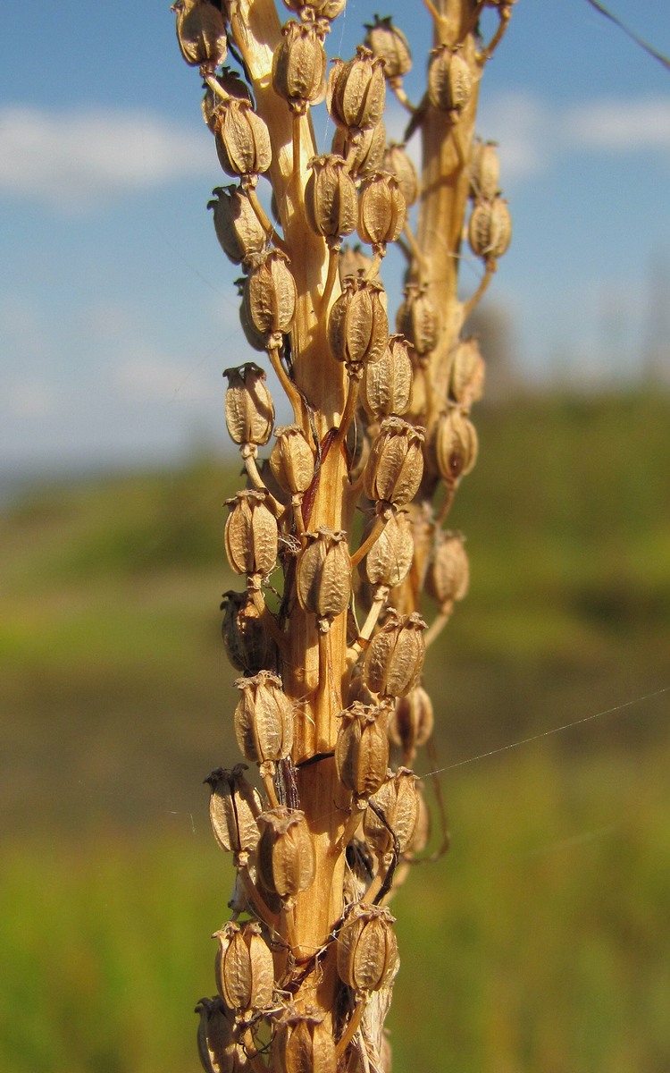 Image of Triglochin maritima specimen.
