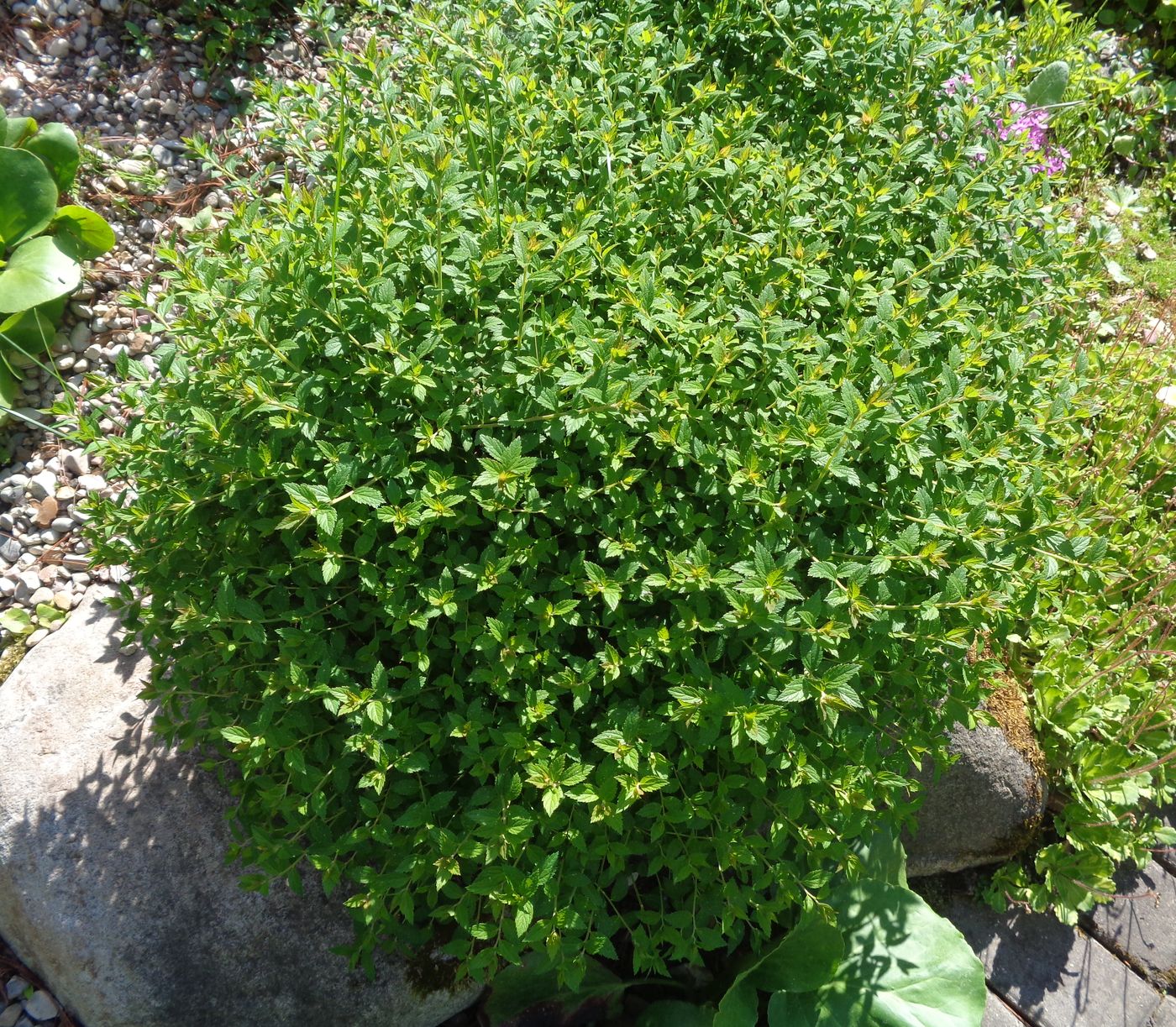 Image of Spiraea japonica specimen.