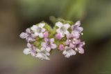 Valerianella coronata