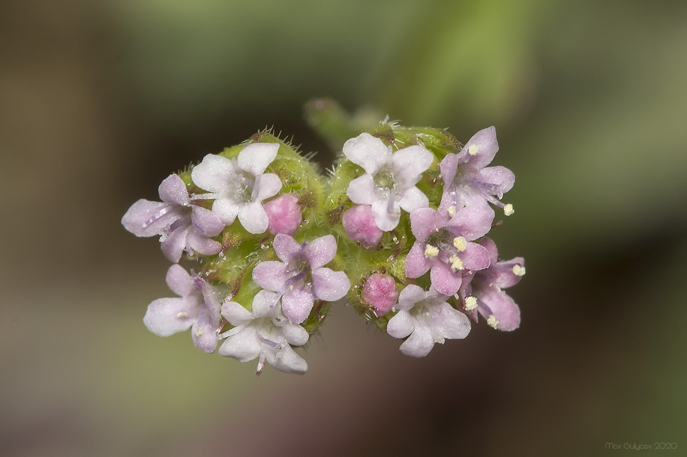 Изображение особи Valerianella coronata.