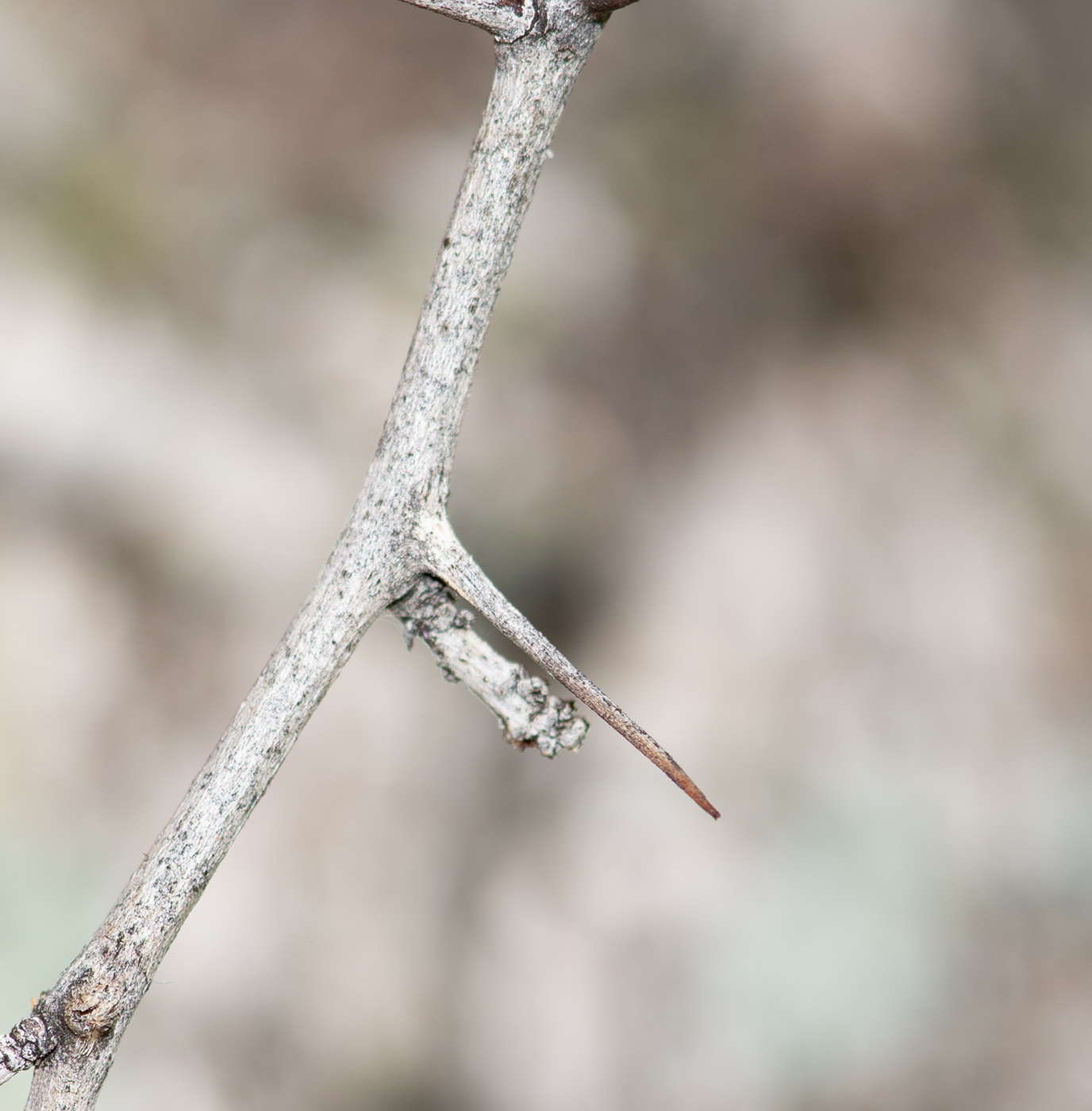 Изображение особи Ziziphus mucronata.