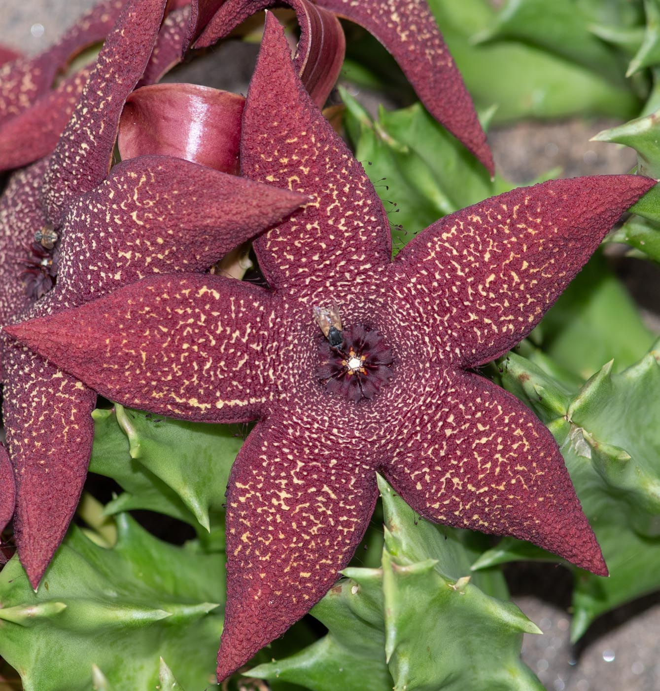 Image of Orbea lutea ssp. vaga specimen.