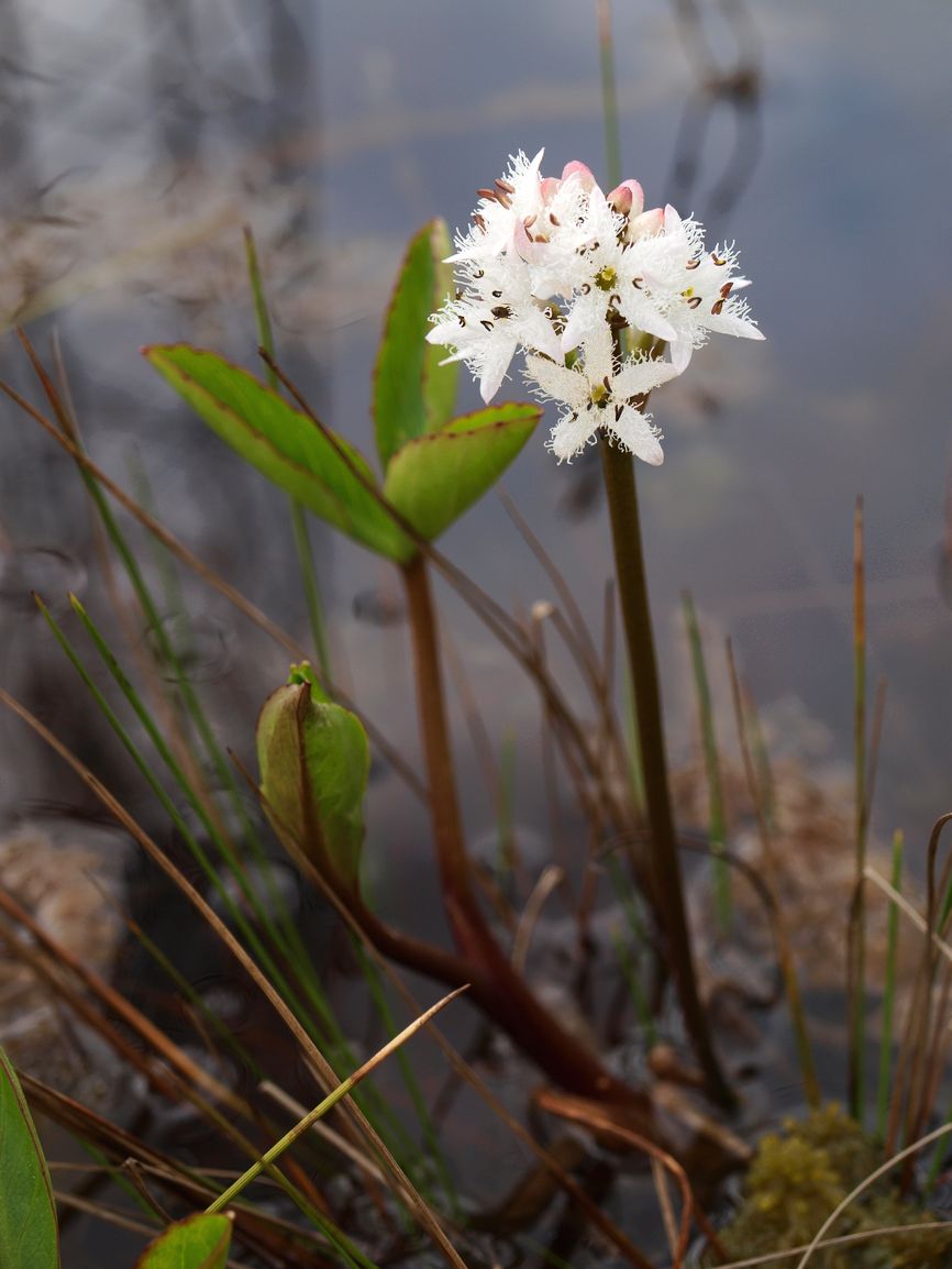 Image of Menyanthes trifoliata specimen.