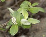 Salix glauca