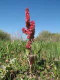 Rumex popovii. Плодоносящее растение. Казахстан, вост. окраина г. Тараз, пойма р. Талас, задернованный остров. 18 июня 2020 г.