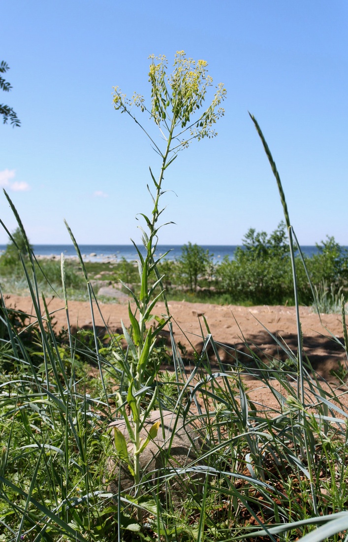 Image of Isatis tinctoria specimen.