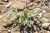Pulicaria salviifolia